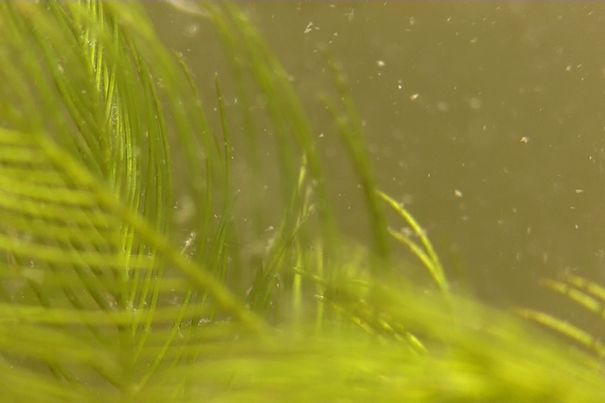 Bei richtigem Sonnenstand zeigt auch der sonst trübe Waldsee etwas von seiner Unterwasser-Flora.