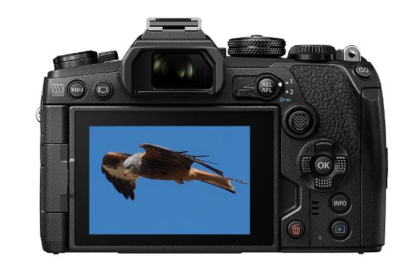 Scharfer Blick: Die Olympus OM-D E-M1 Mark III verfügt über eine ausgezeichnete Serienbildfunktion mit Autofokus-Nachführung.