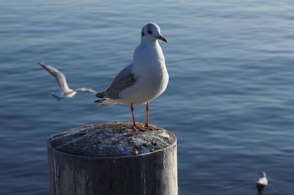 Fotomodell Möwe: Eigentlich wollte ich mit dem Pro-Capture-Modus den Abflug des Vogels genau festhalten. Doch dieser zeigte keine Absichten, davonzufliegen. Im Gegenteil, er drehte sich noch gekonnt in die Sonne. Original JPEG-Datei, zugeschnitten.