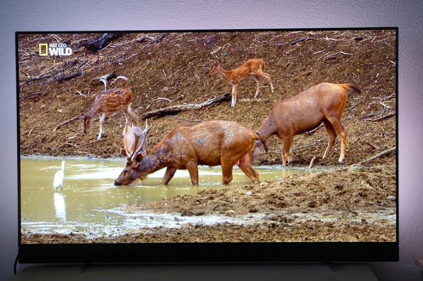 Nicht nur bei Spielfilmen, sondern auch bei Naturdokumentationen gefällt das OLED-Display mit prächtigen Farben.