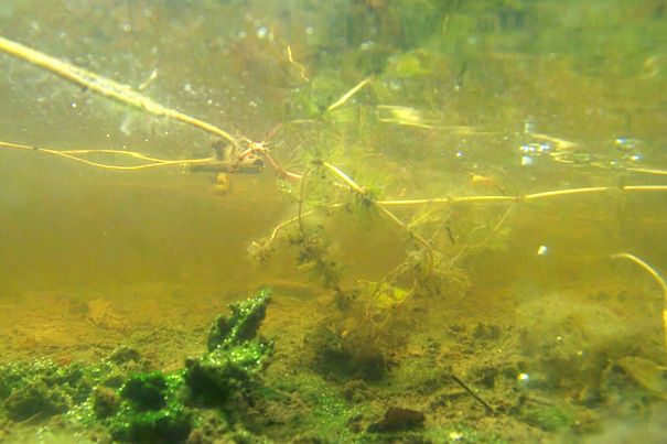 Verborgene Natur im Waldsee. Dringt genug Sonnenlicht durchs Wasser, zeigt die Bandit auch in trüben Gewässern noch allerhand.